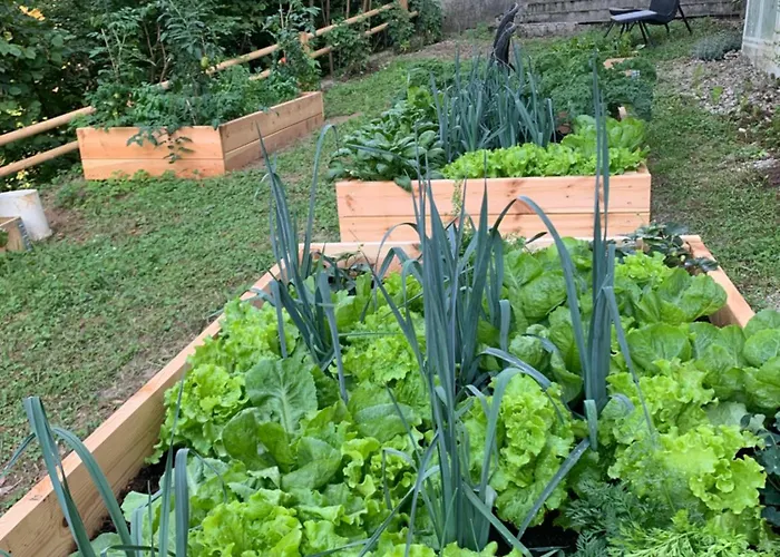 Hisa Linhart רדובליצ'ה